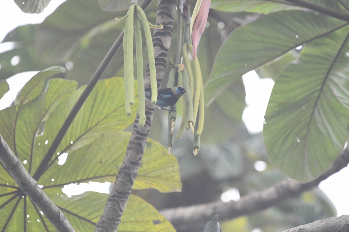 Golden-hooded Tanager - ML614873504