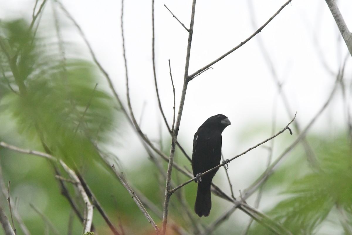 Thick-billed Seed-Finch - ML614873513