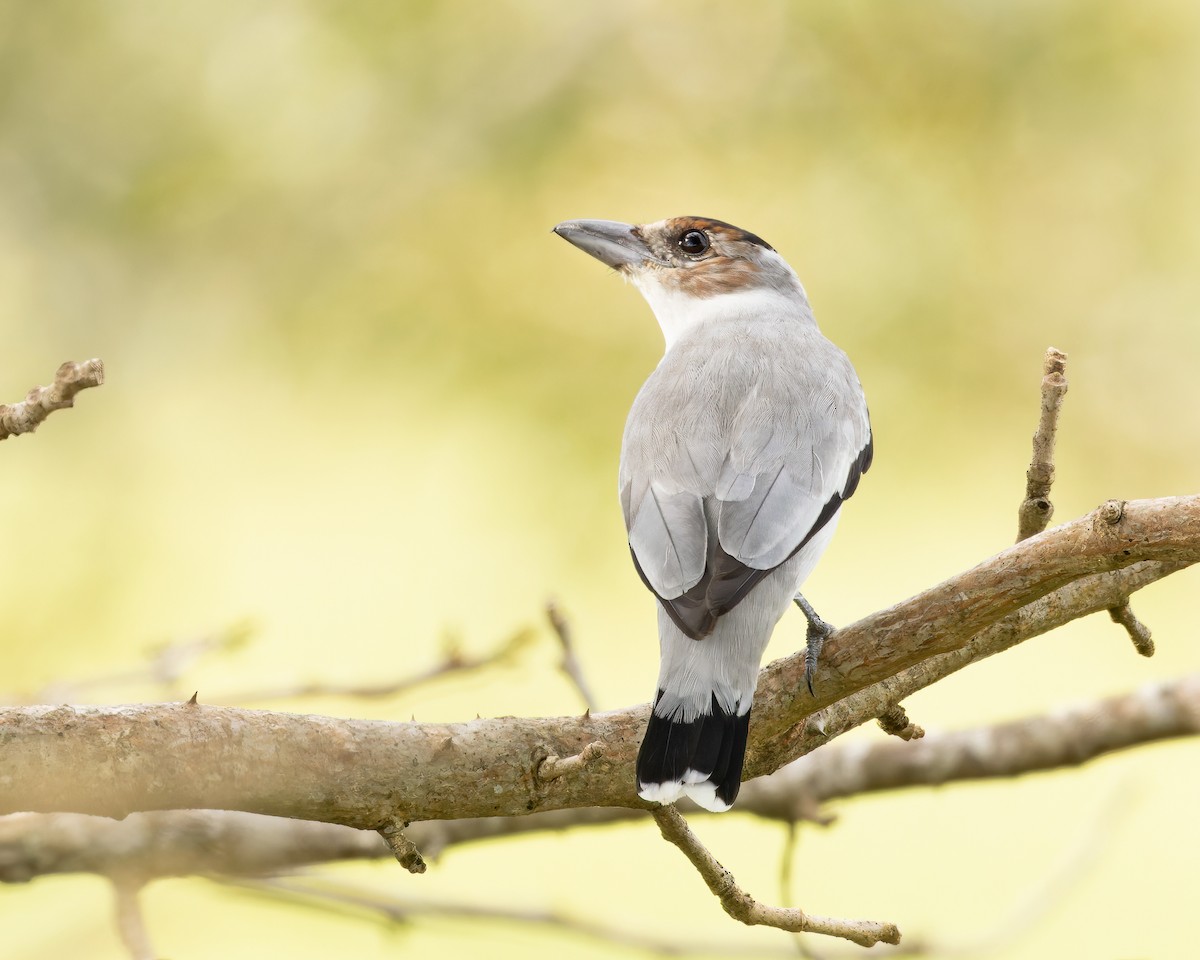 Black-crowned Tityra - Mark & Teri McClelland