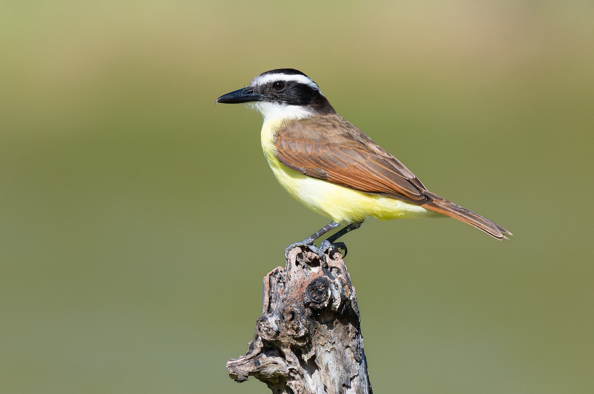 Great Kiskadee - ML614873555