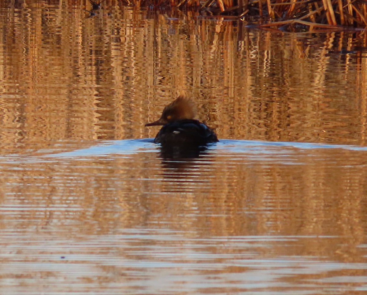 Hooded Merganser - ML614873600