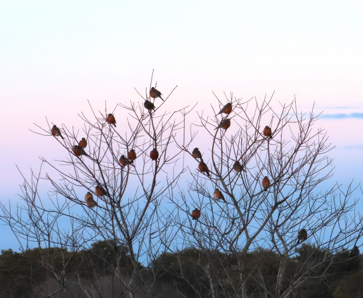 American Robin - ML614873608