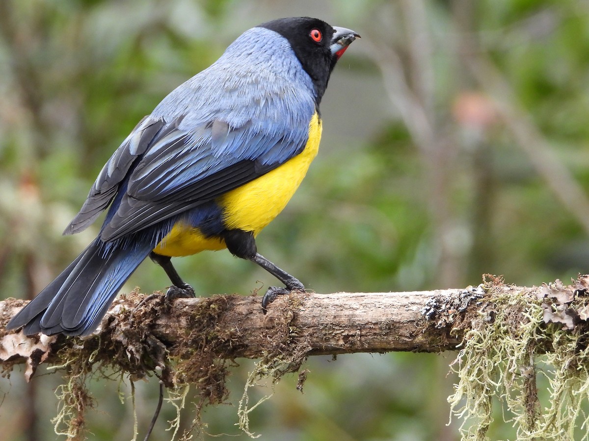 Hooded Mountain Tanager - ML614873676