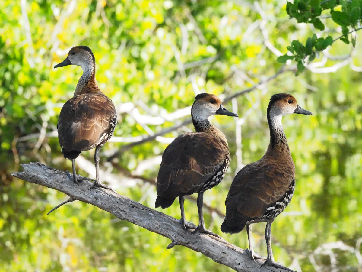 West Indian Whistling-Duck - ML614873729