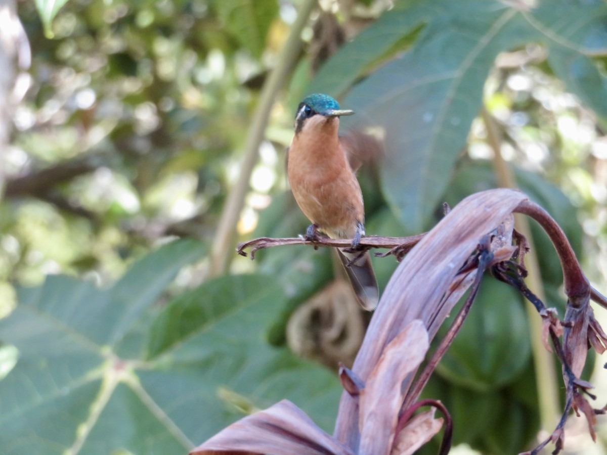 Colibrí Ventricastaño - ML614873756