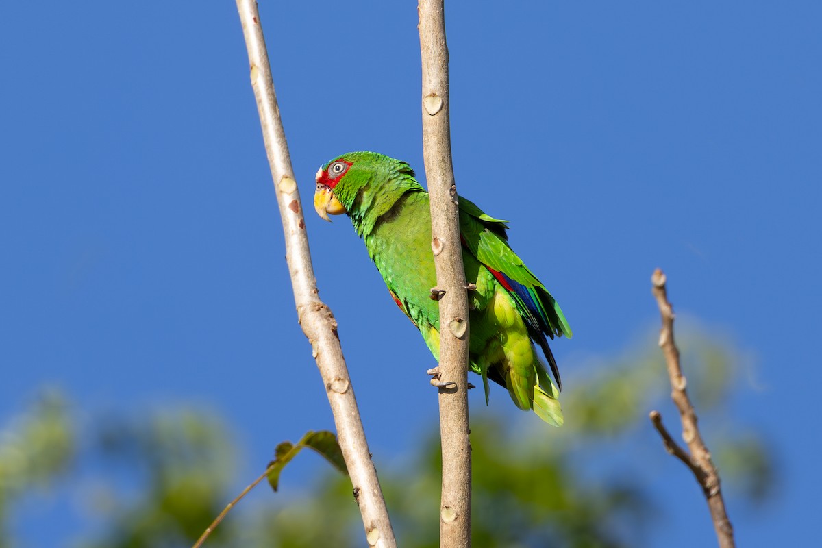 White-fronted Parrot - ML614873818