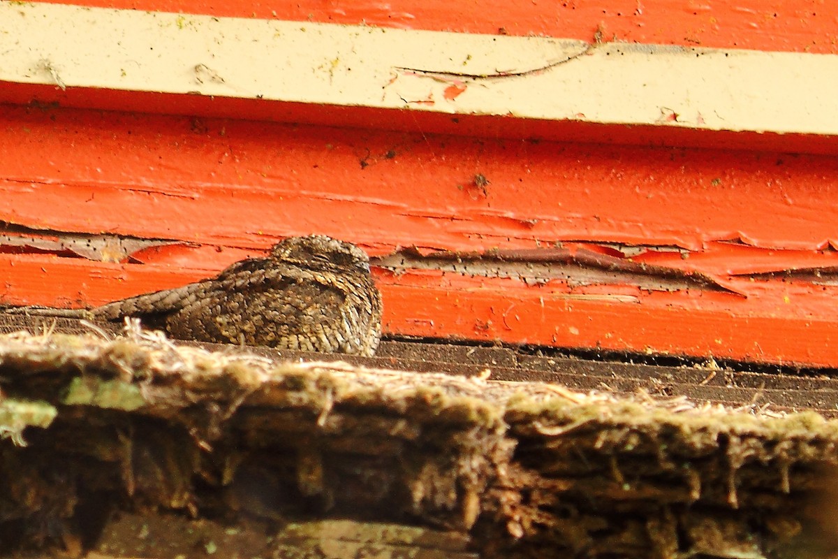 Common Poorwill - ML614873904