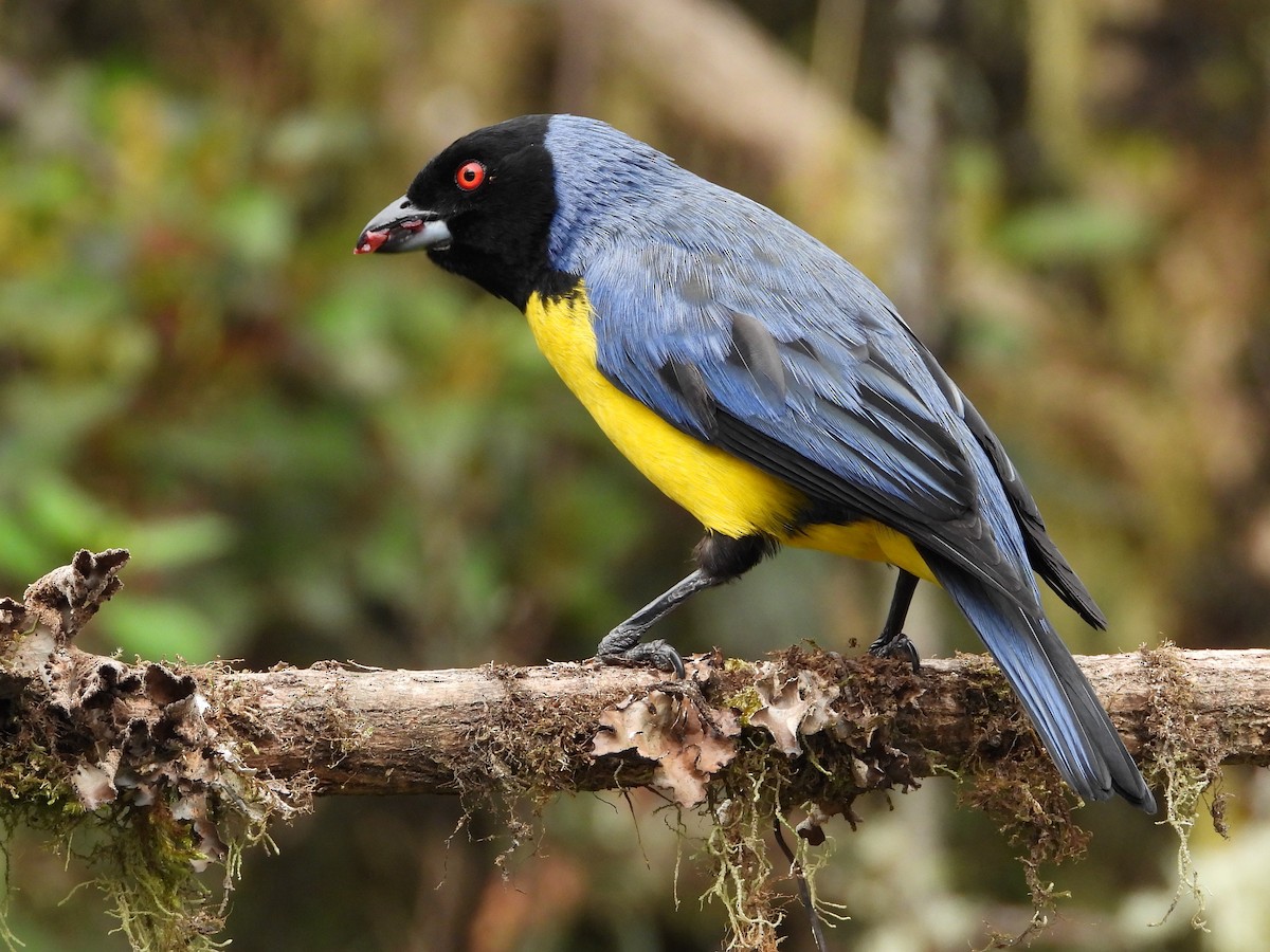 Hooded Mountain Tanager - Kirk Doerger