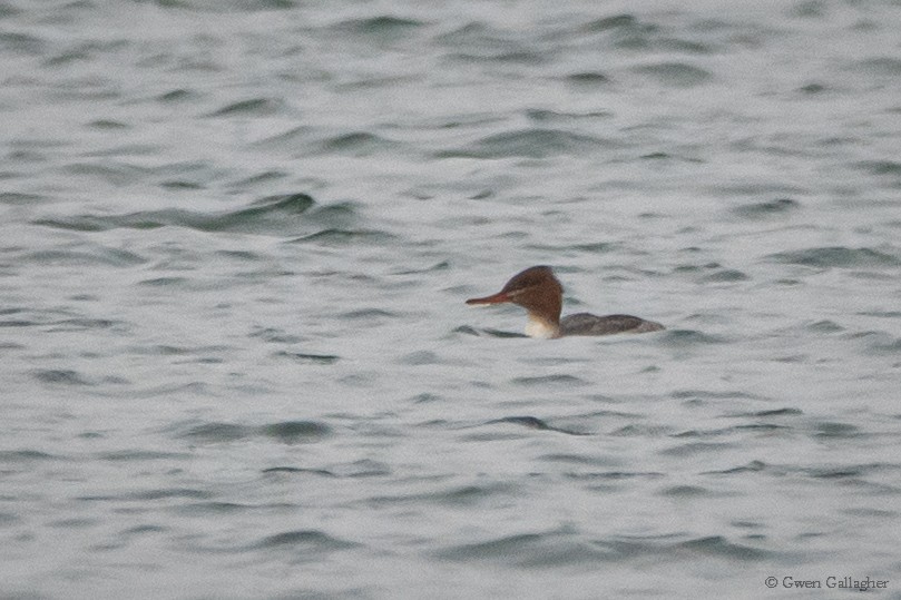 Red-breasted Merganser - ML614873990