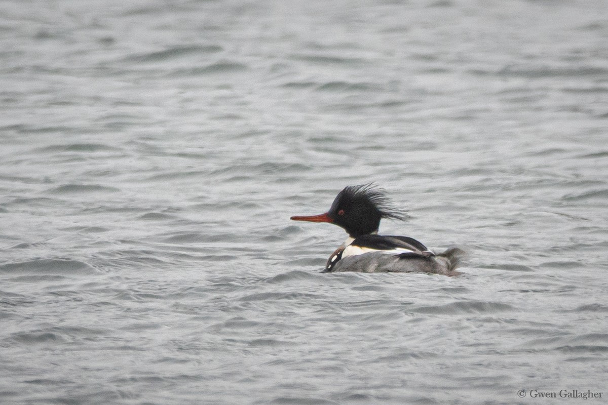 Red-breasted Merganser - ML614873995