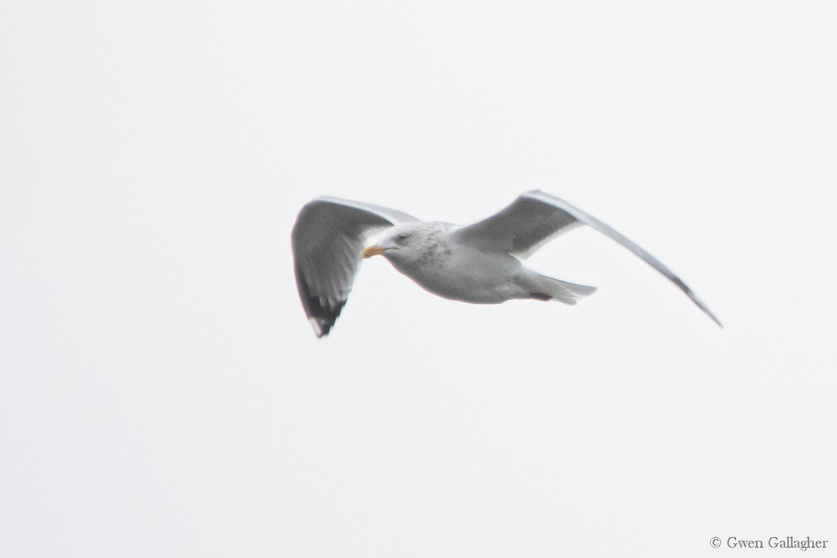 Herring Gull (American) - ML614874004