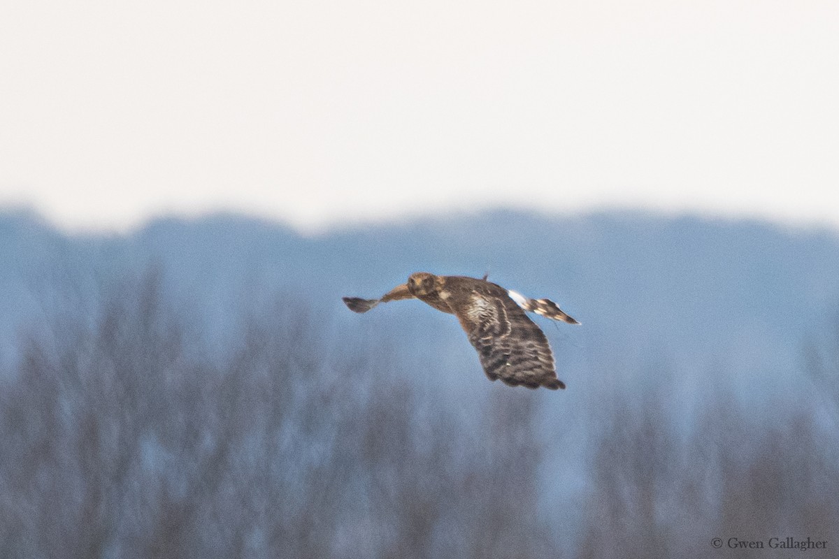 Northern Harrier - ML614874017