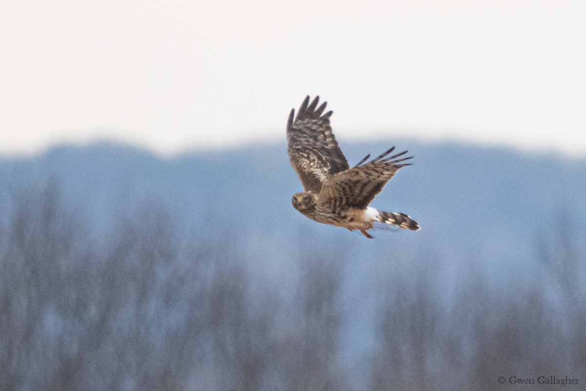 Northern Harrier - ML614874018