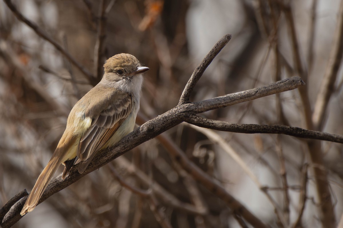 Nutting's Flycatcher - ML614874062