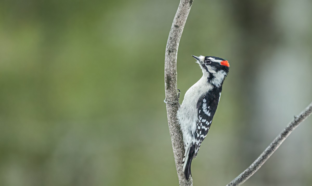 Downy Woodpecker - Harvey Fielder
