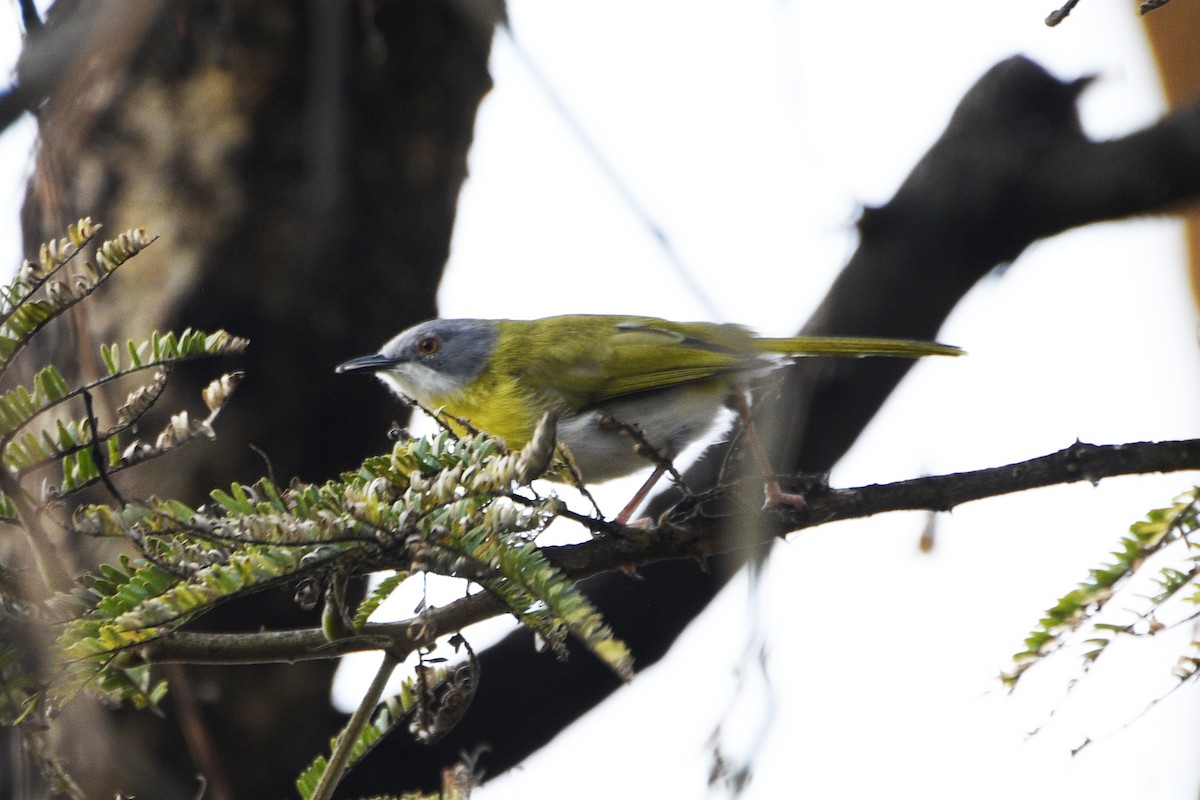 Yellow-breasted Apalis - ML614874159