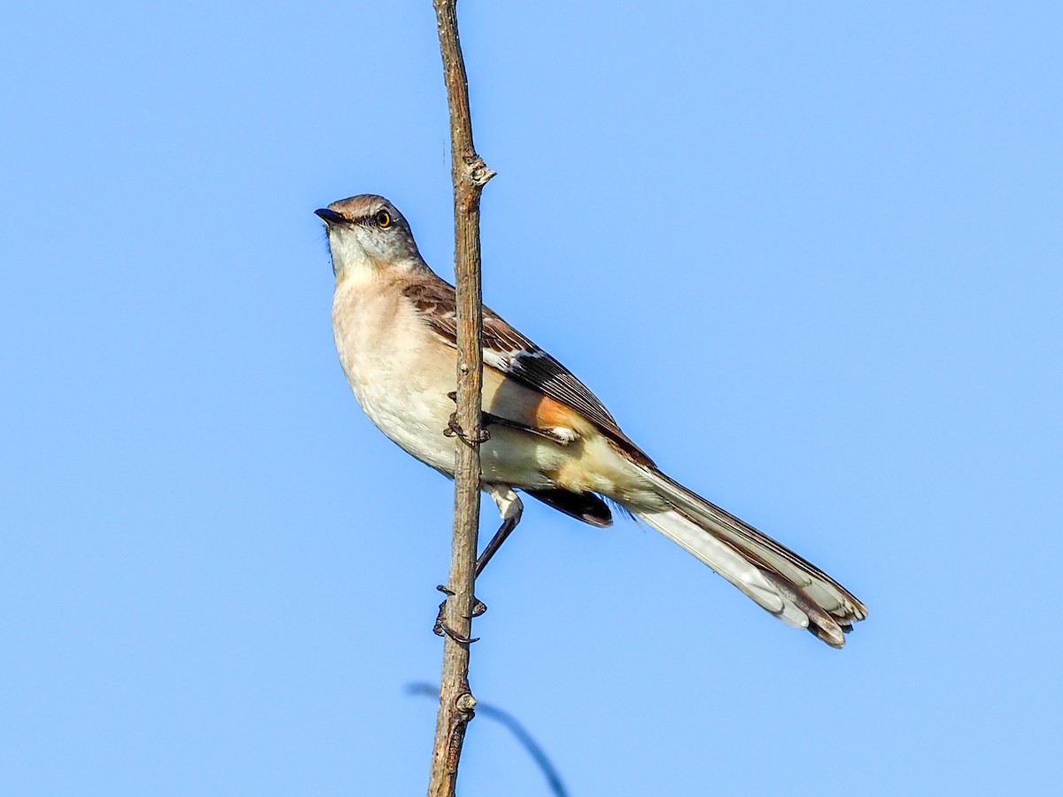 Northern Mockingbird - ML614874194