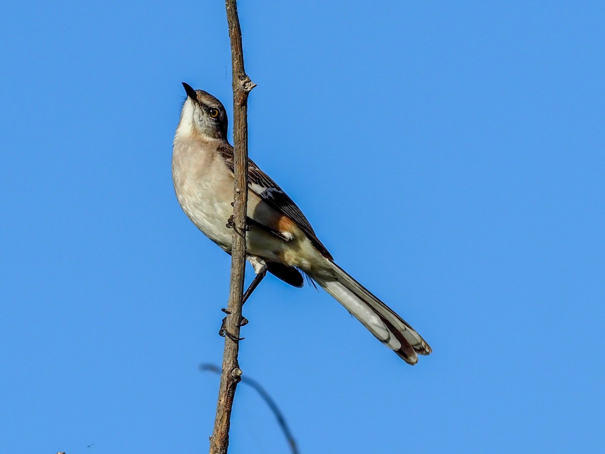 Northern Mockingbird - ML614874195