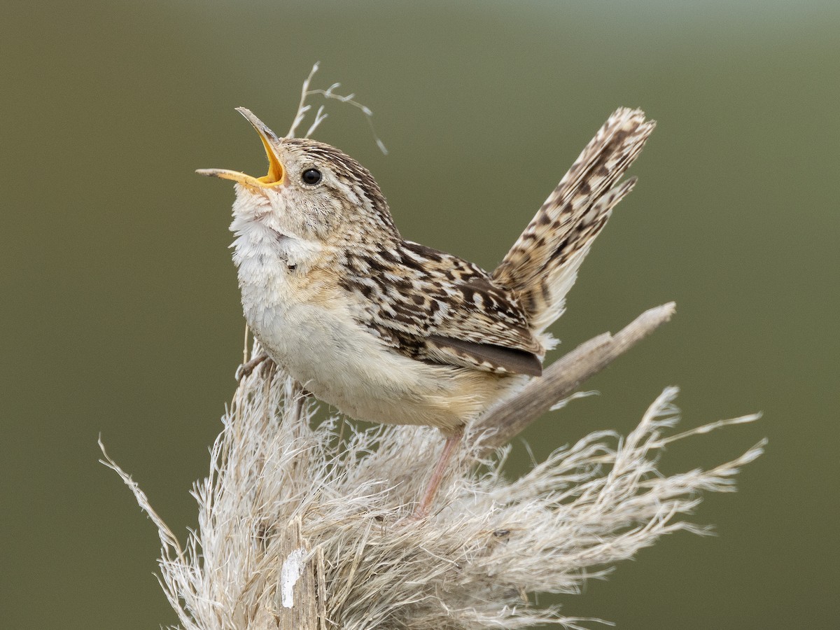 Grass Wren (Pampas) - Peter Kondrashov