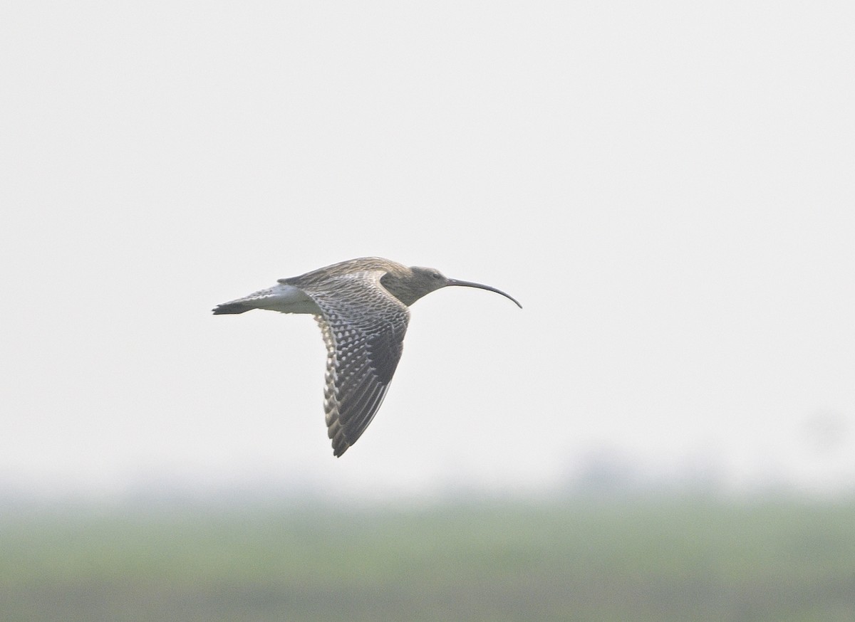 Eurasian Curlew - Anurag Mishra