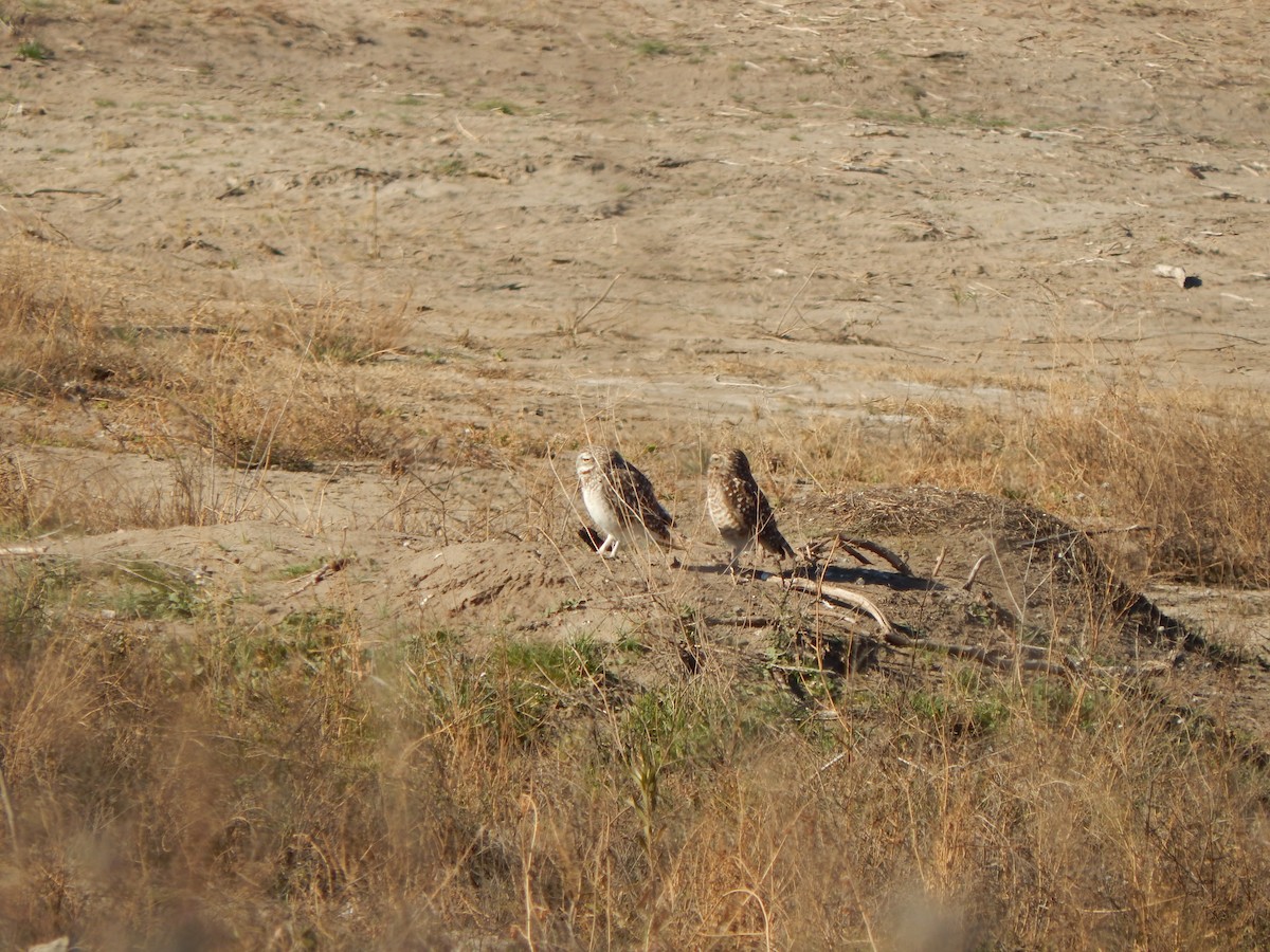 Burrowing Owl - ML614874233