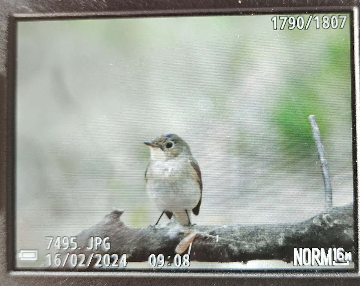 Red-breasted Flycatcher - ML614874358