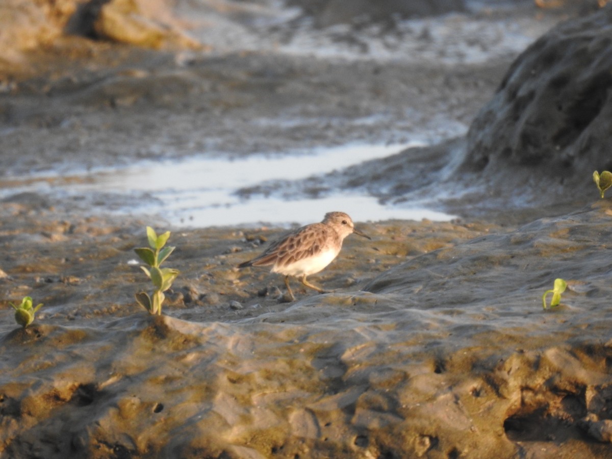 Least Sandpiper - ML614874371