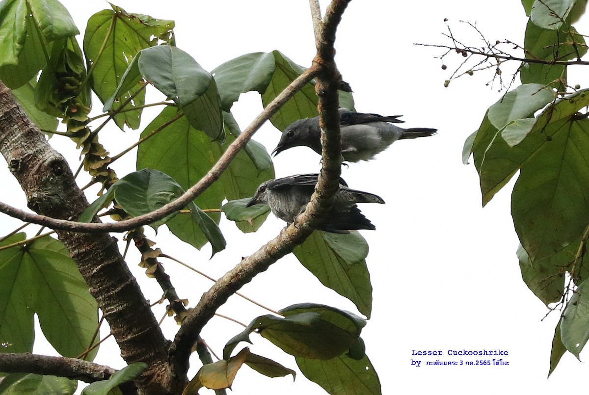 Lesser Cuckooshrike - Argrit Boonsanguan