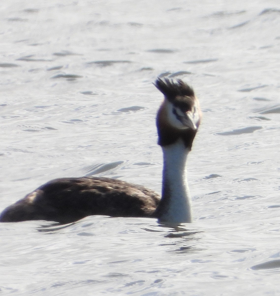 Great Crested Grebe - ML614874475