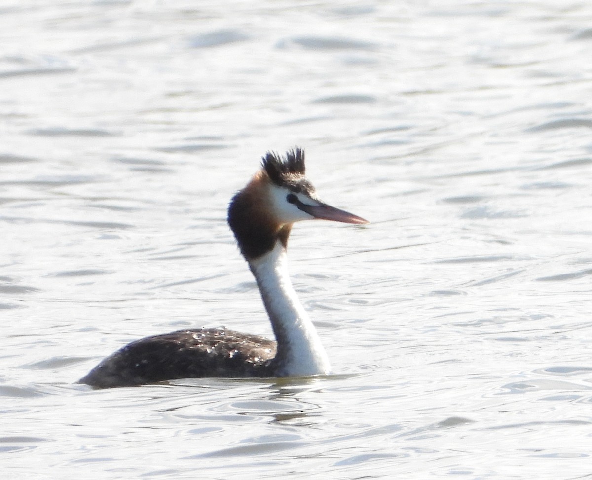 Great Crested Grebe - ML614874476