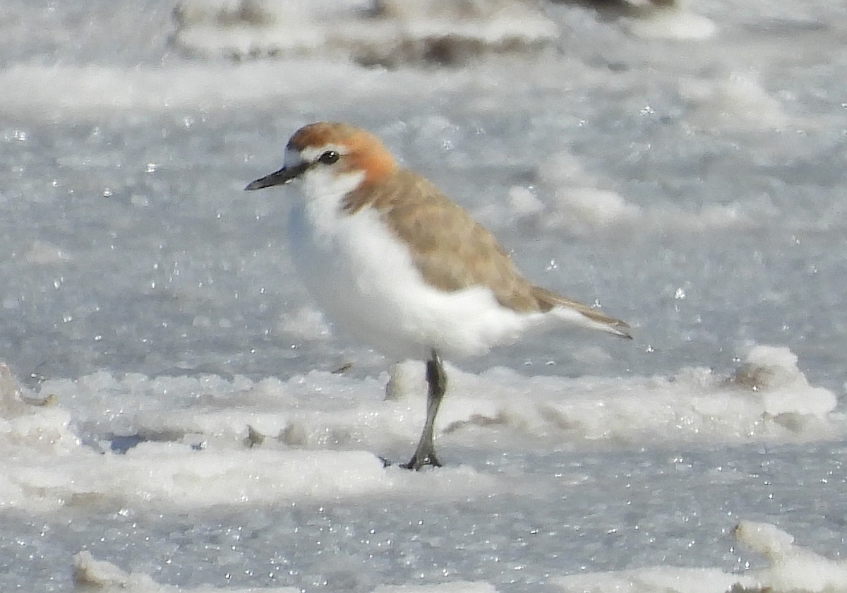 Red-capped Plover - ML614874479