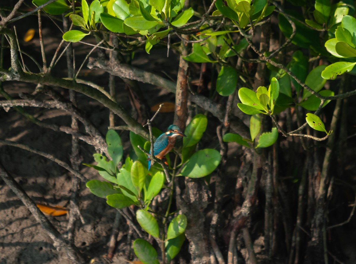 Common Kingfisher - Arun Raghuraman