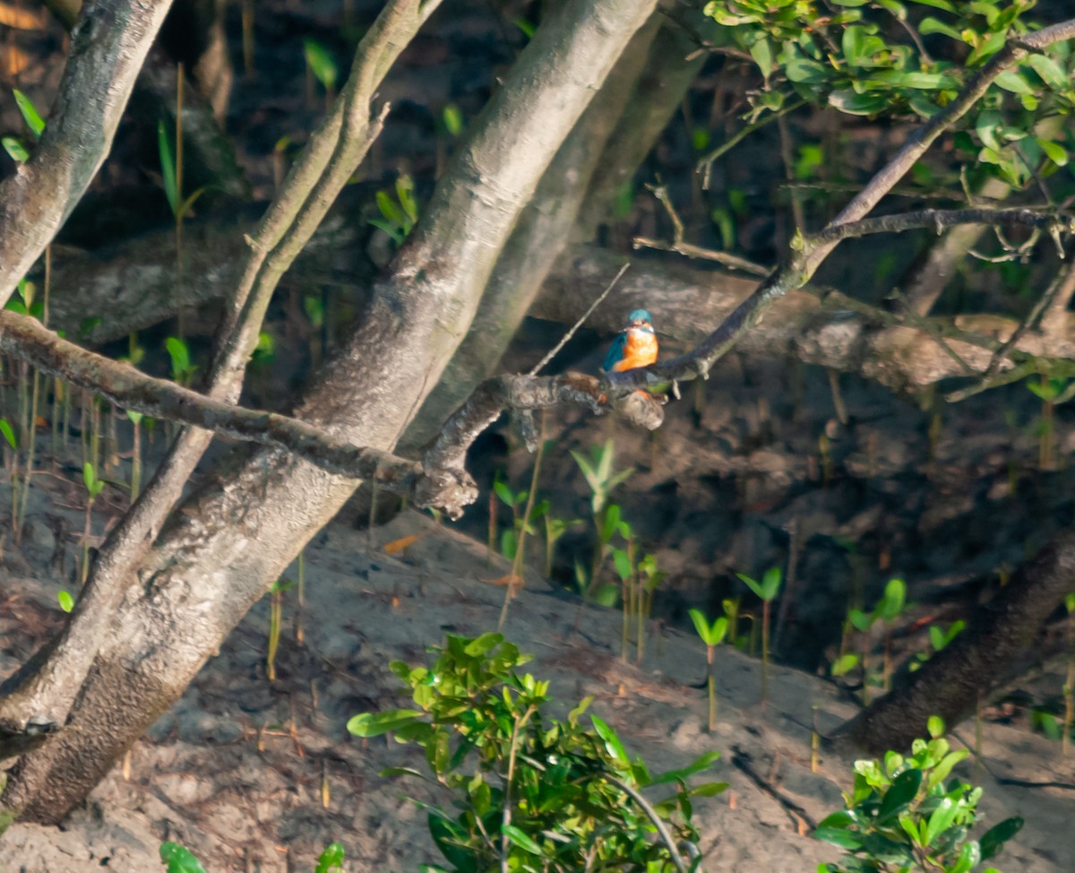 Common Kingfisher - Arun Raghuraman