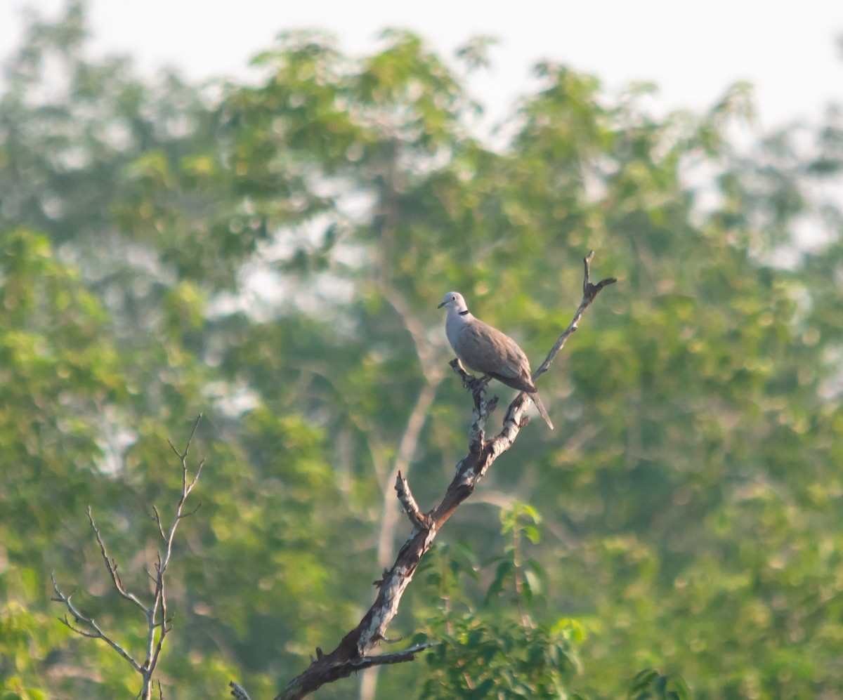 Eurasian Collared-Dove - Arun Raghuraman