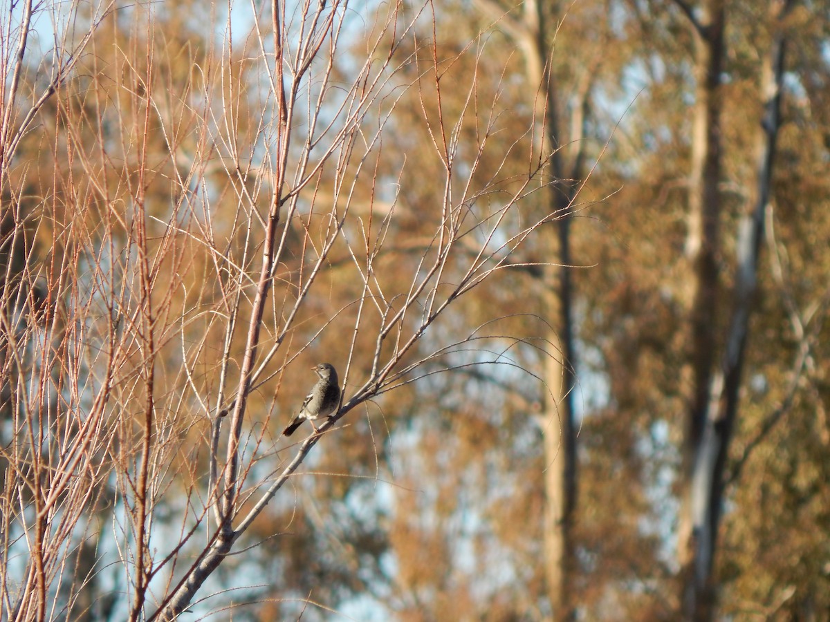 Mourning Sierra Finch - ML614874517