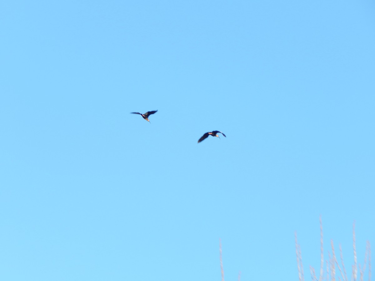 Black-faced Ibis - ML614874524