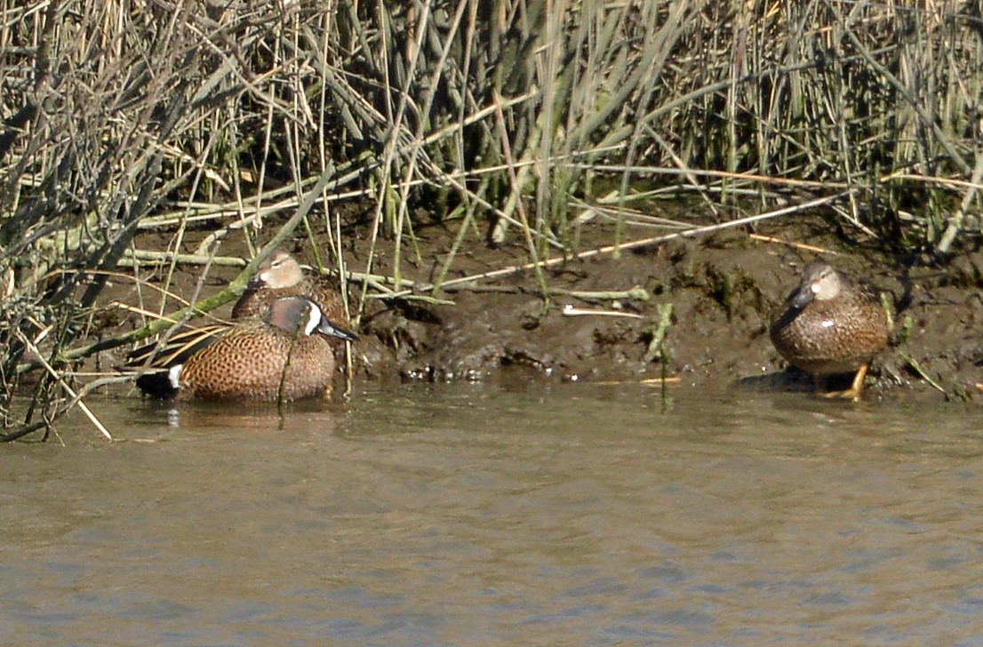 Blue-winged Teal - Bill Telfair