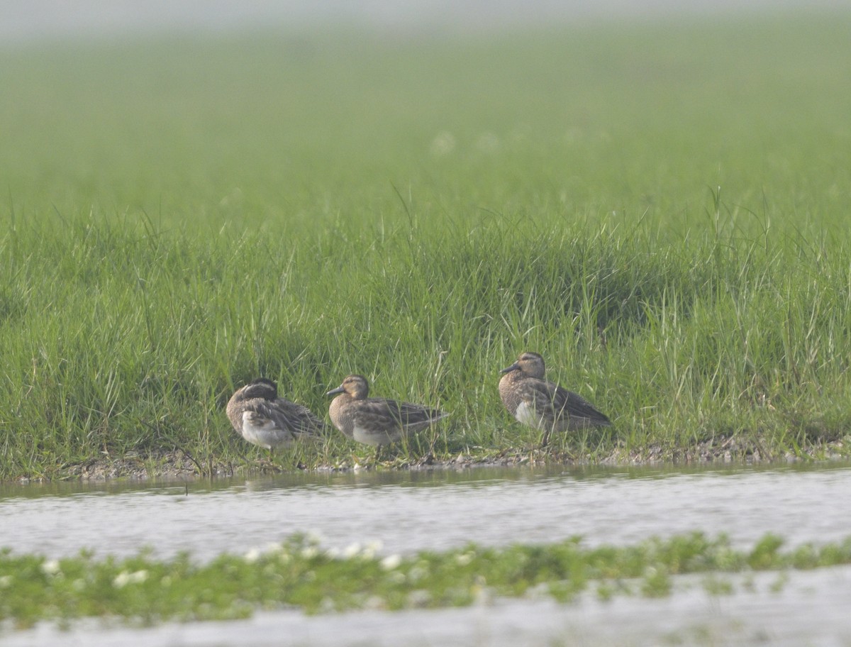 Garganey - ML614874551