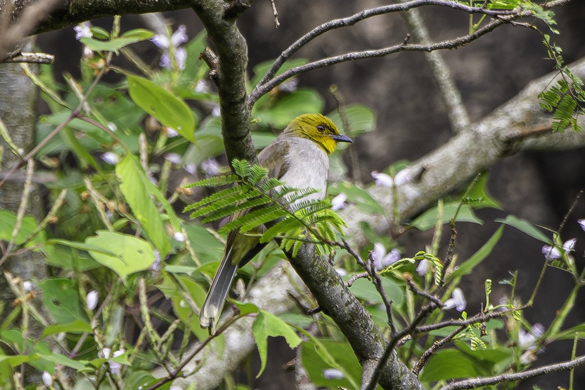 Yellow-throated Bulbul - David Bishop