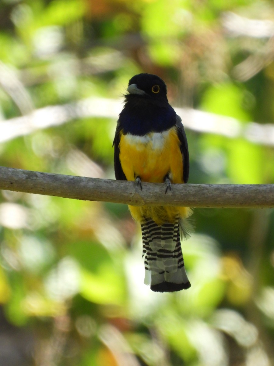 trogon podvazkový - ML614874557