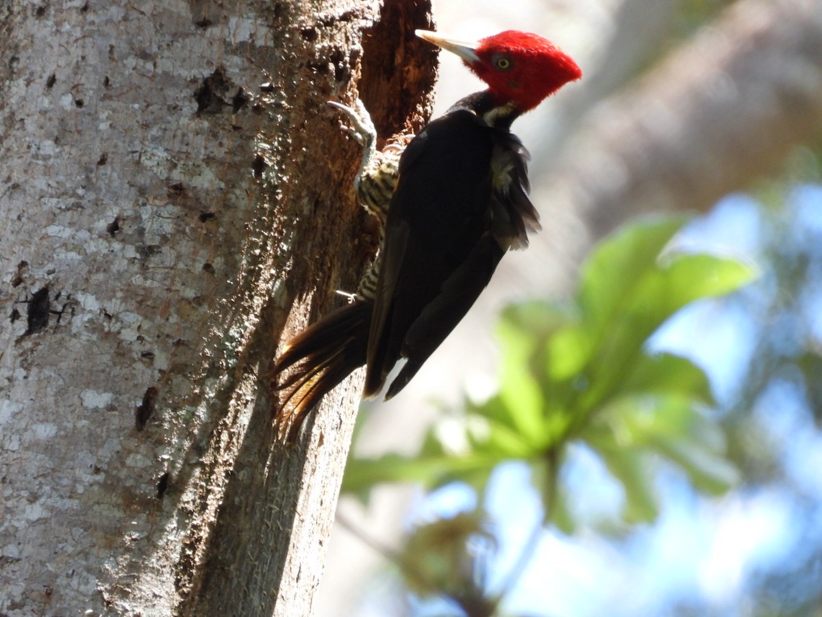 Pale-billed Woodpecker - ML614874570