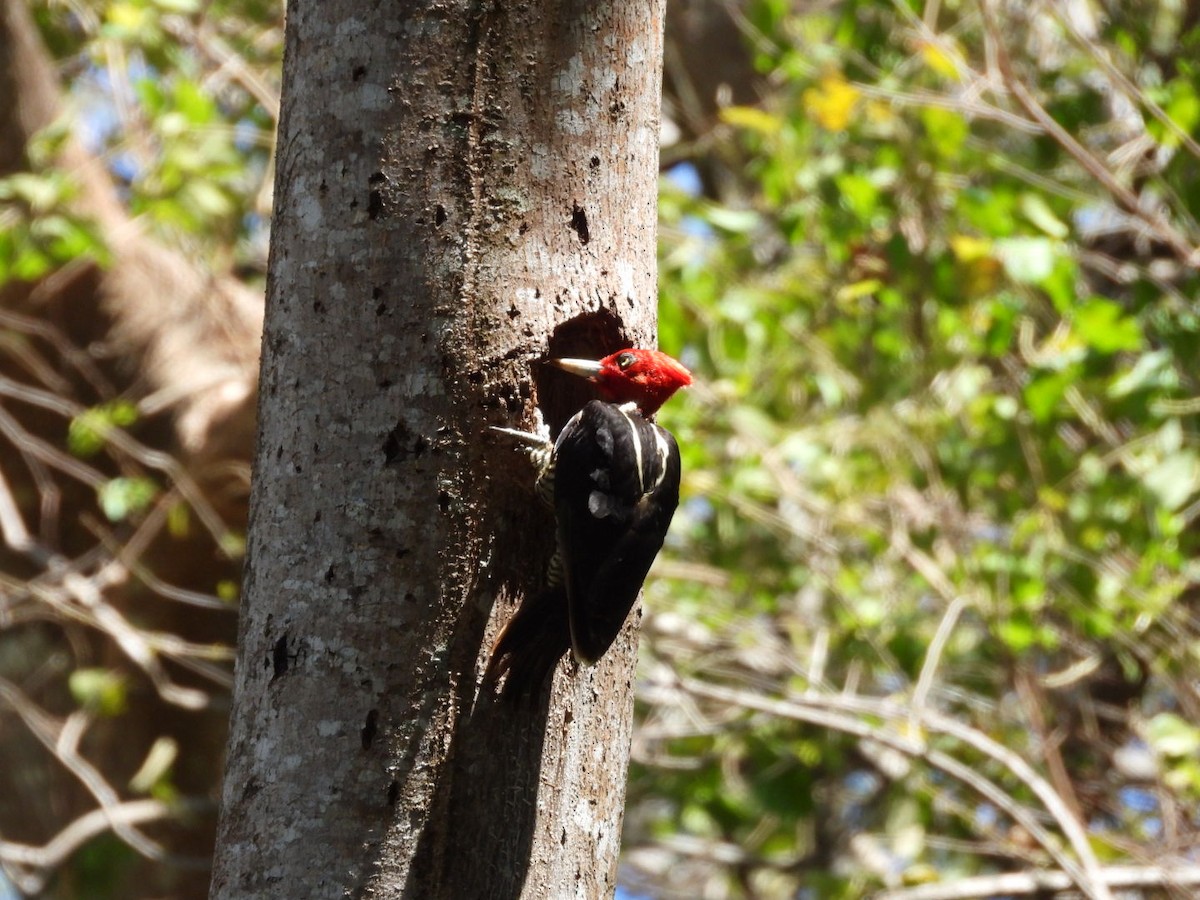 Pale-billed Woodpecker - ML614874571