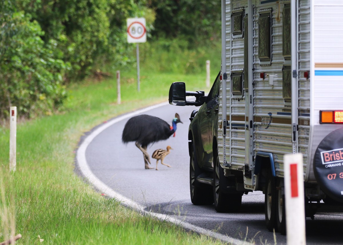 Southern Cassowary - Jeff Larson