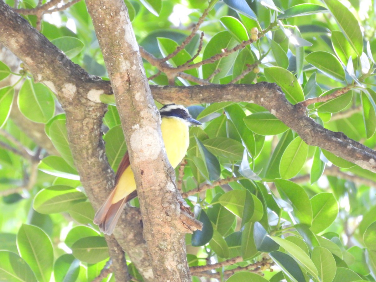 Great Kiskadee - ML614874579