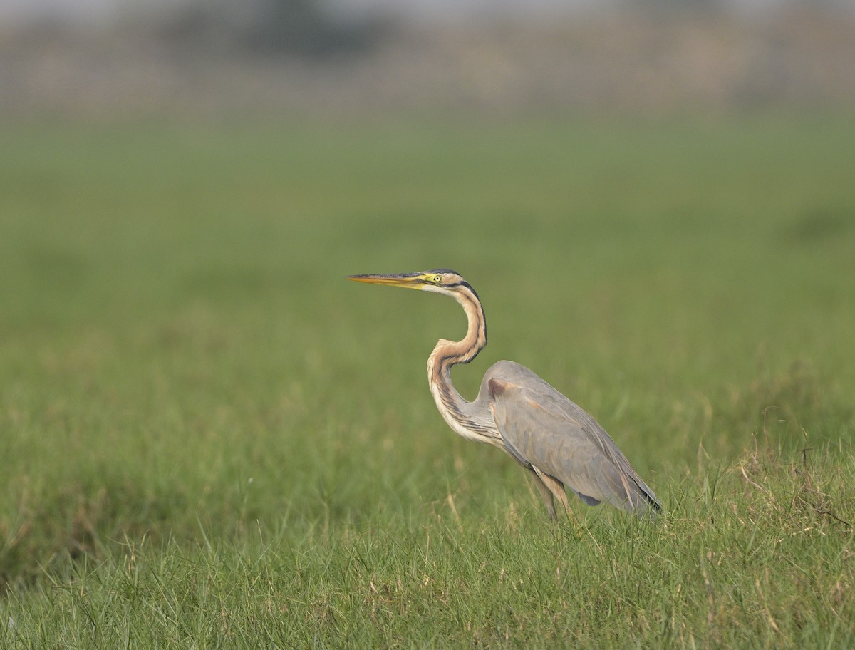 Purple Heron - ML614874586