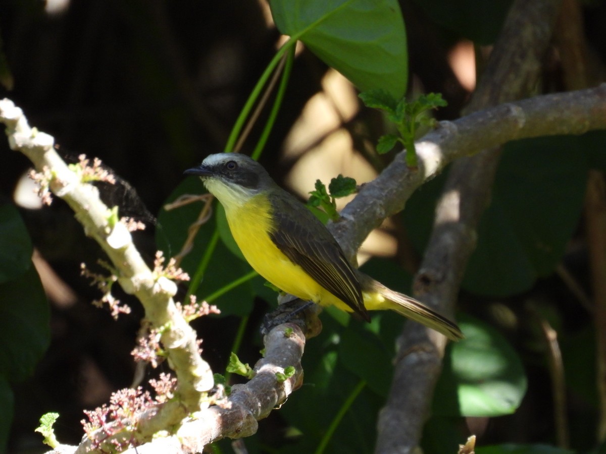 Gray-capped Flycatcher - ML614874600