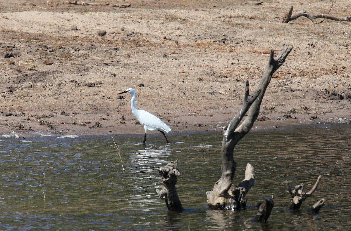 Great Egret - ML614874643