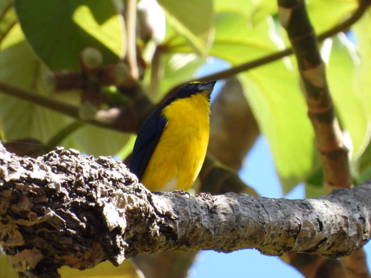 Yellow-throated Euphonia - ML614874647