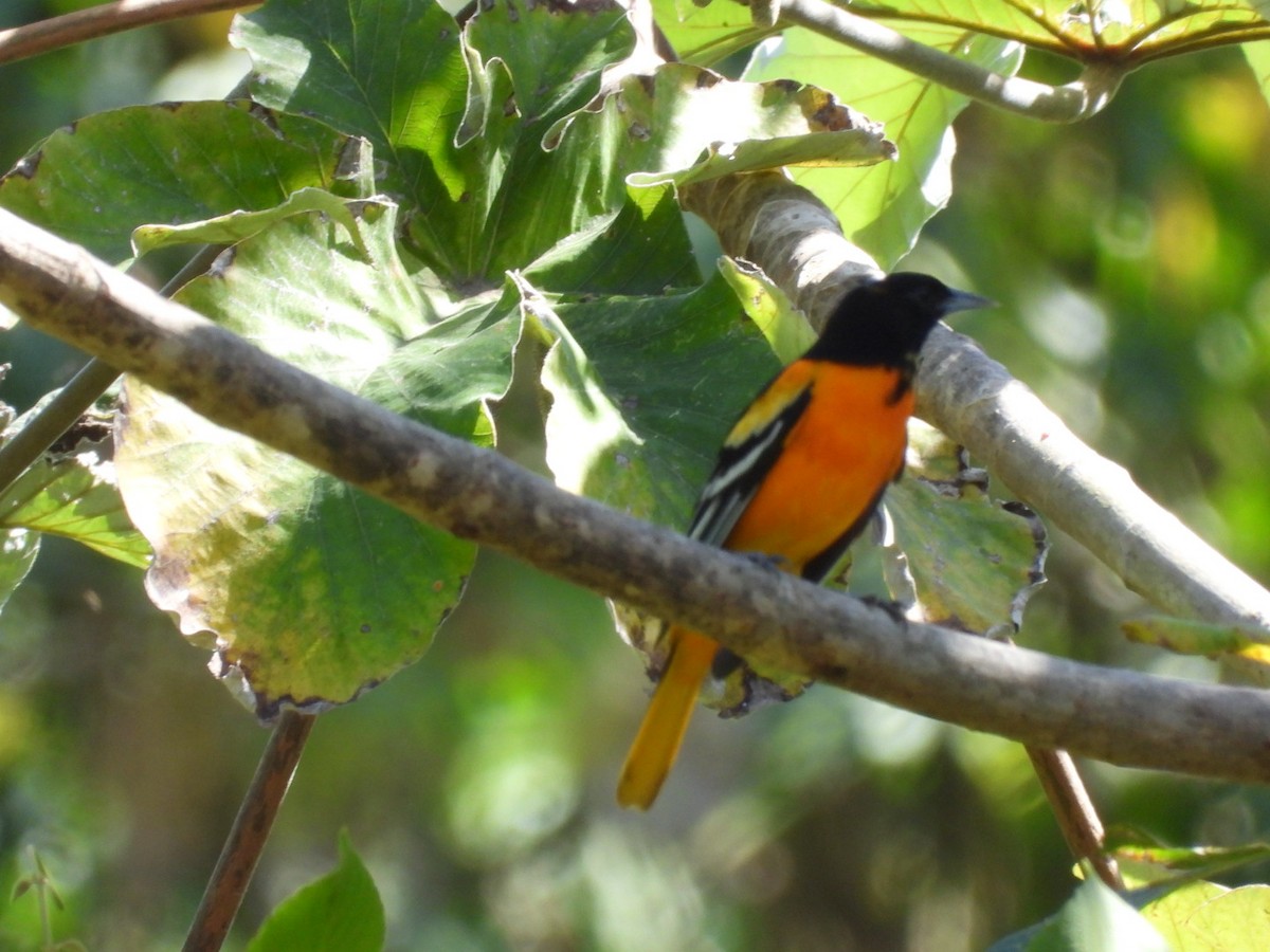 Baltimore Oriole - ML614874652