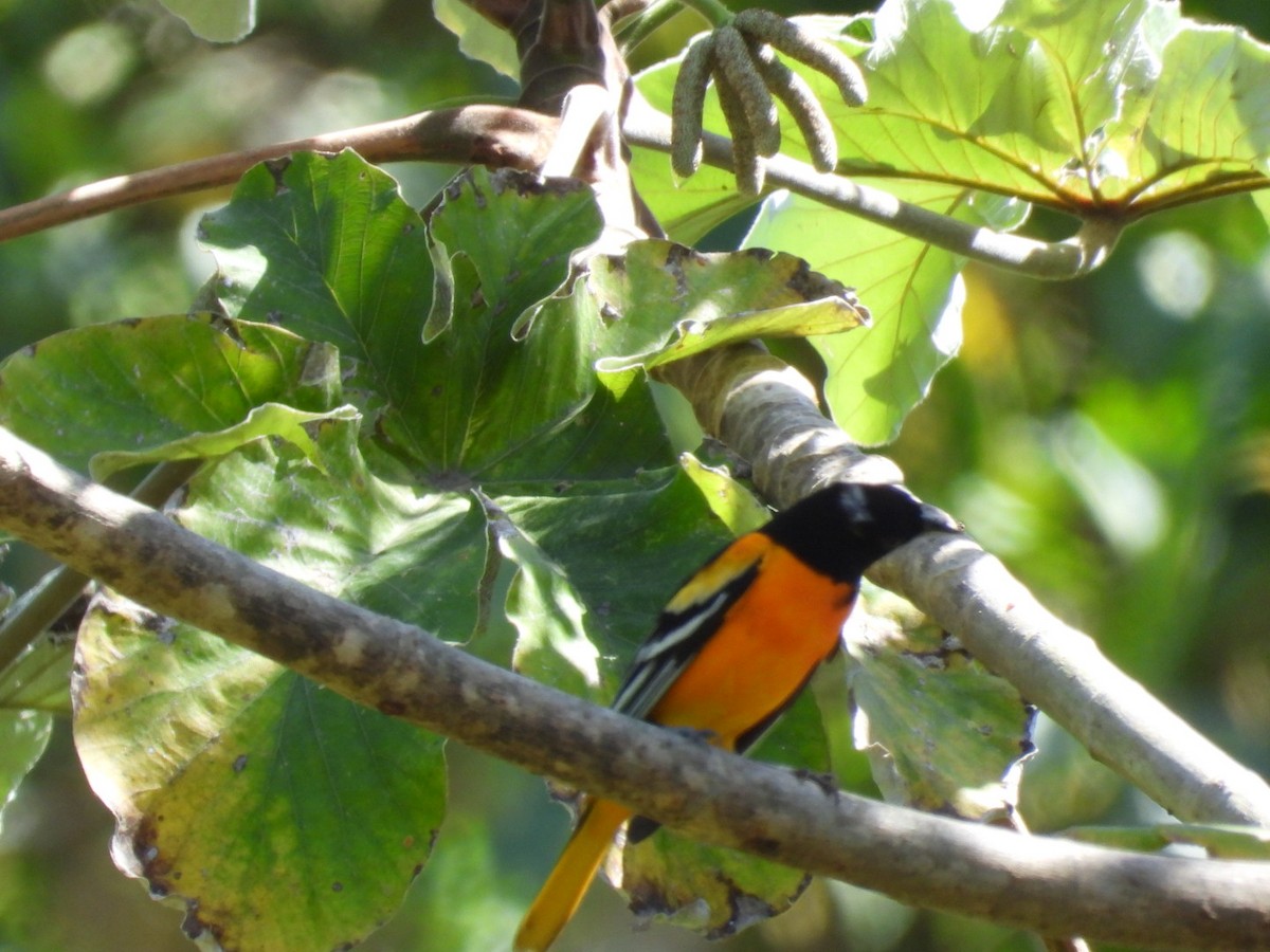 Baltimore Oriole - ML614874653